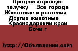 Продам хорошую телучку. - Все города Животные и растения » Другие животные   . Краснодарский край,Сочи г.